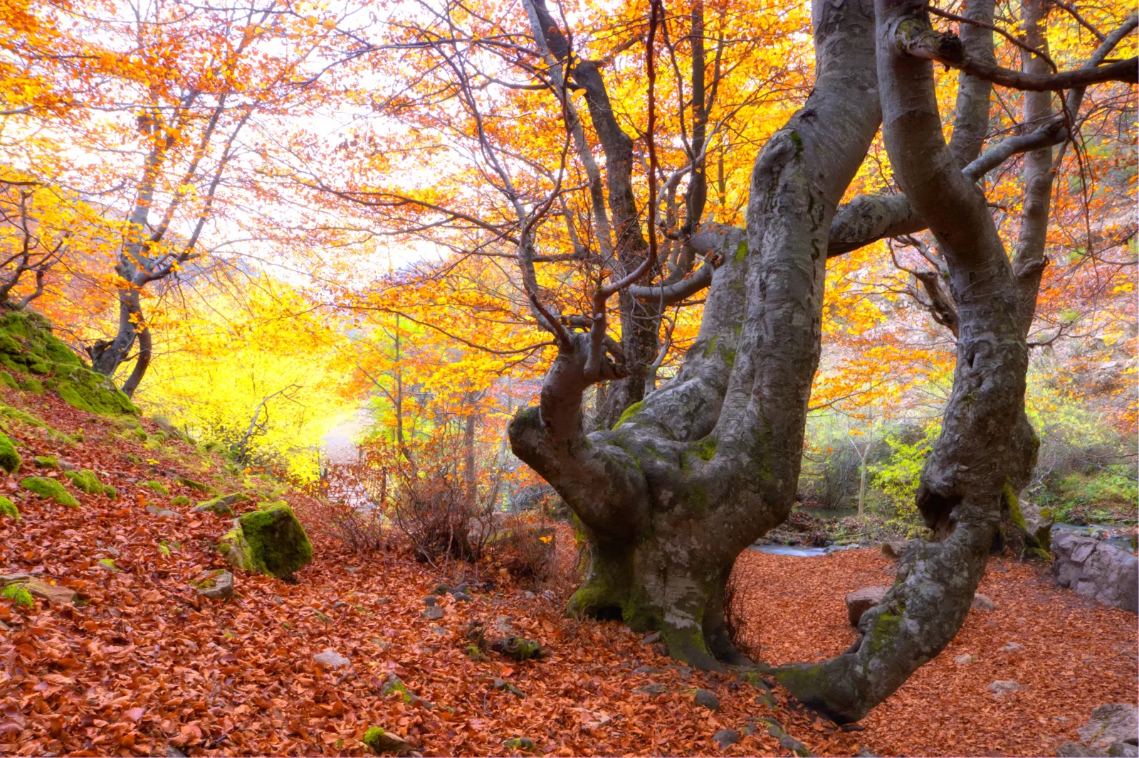 Otoño Dorado en el Corazón Leonés — Fotos de León