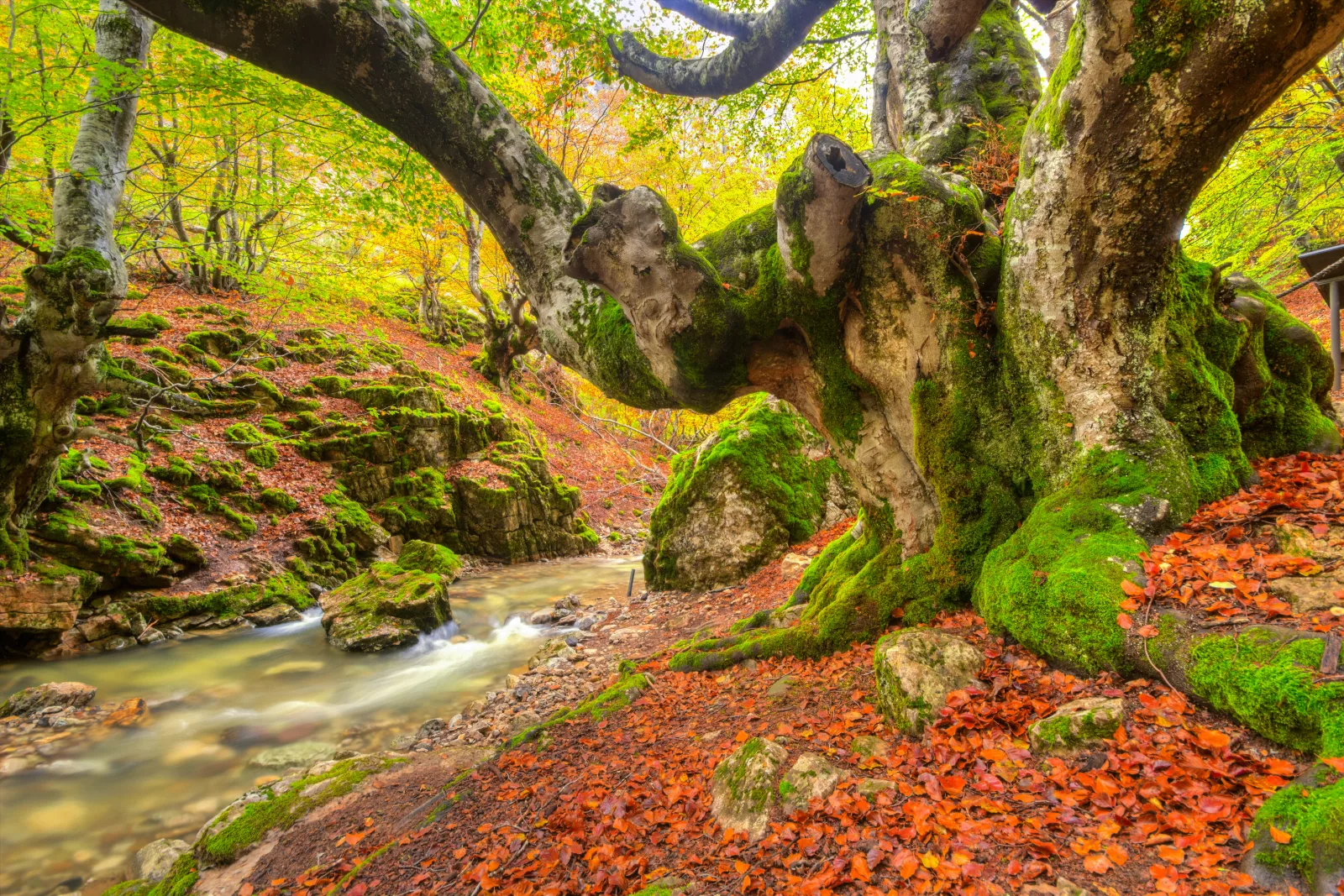 Otoño Dorado en el Faedo de Ciñera — Fotos de León