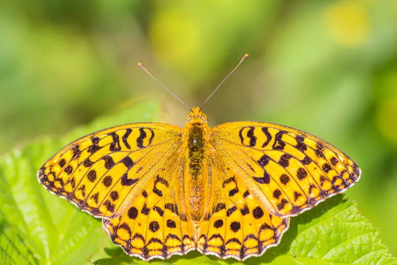 Mariposa de oro leonés — Fotos de León