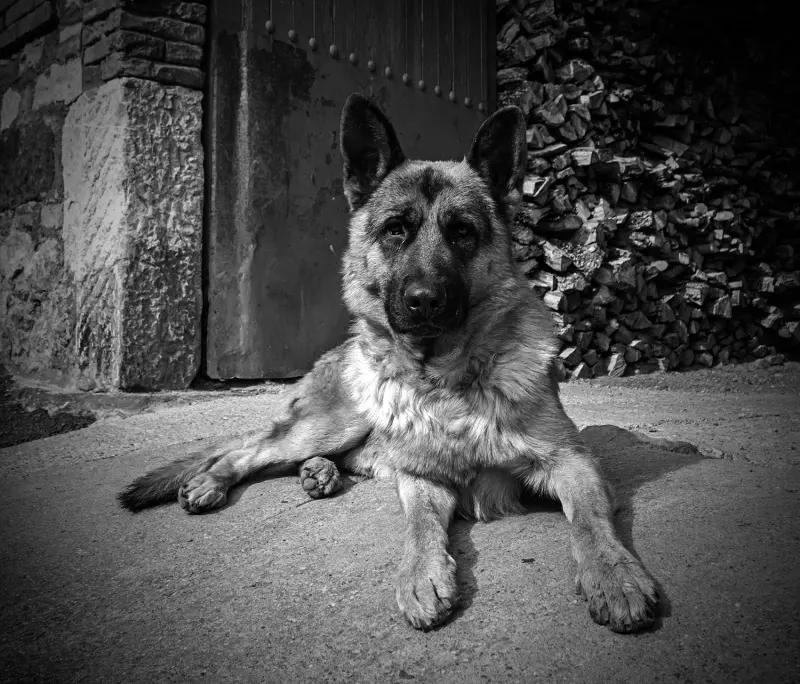 Fidelidad en Blanco y Negro — Fotos de León