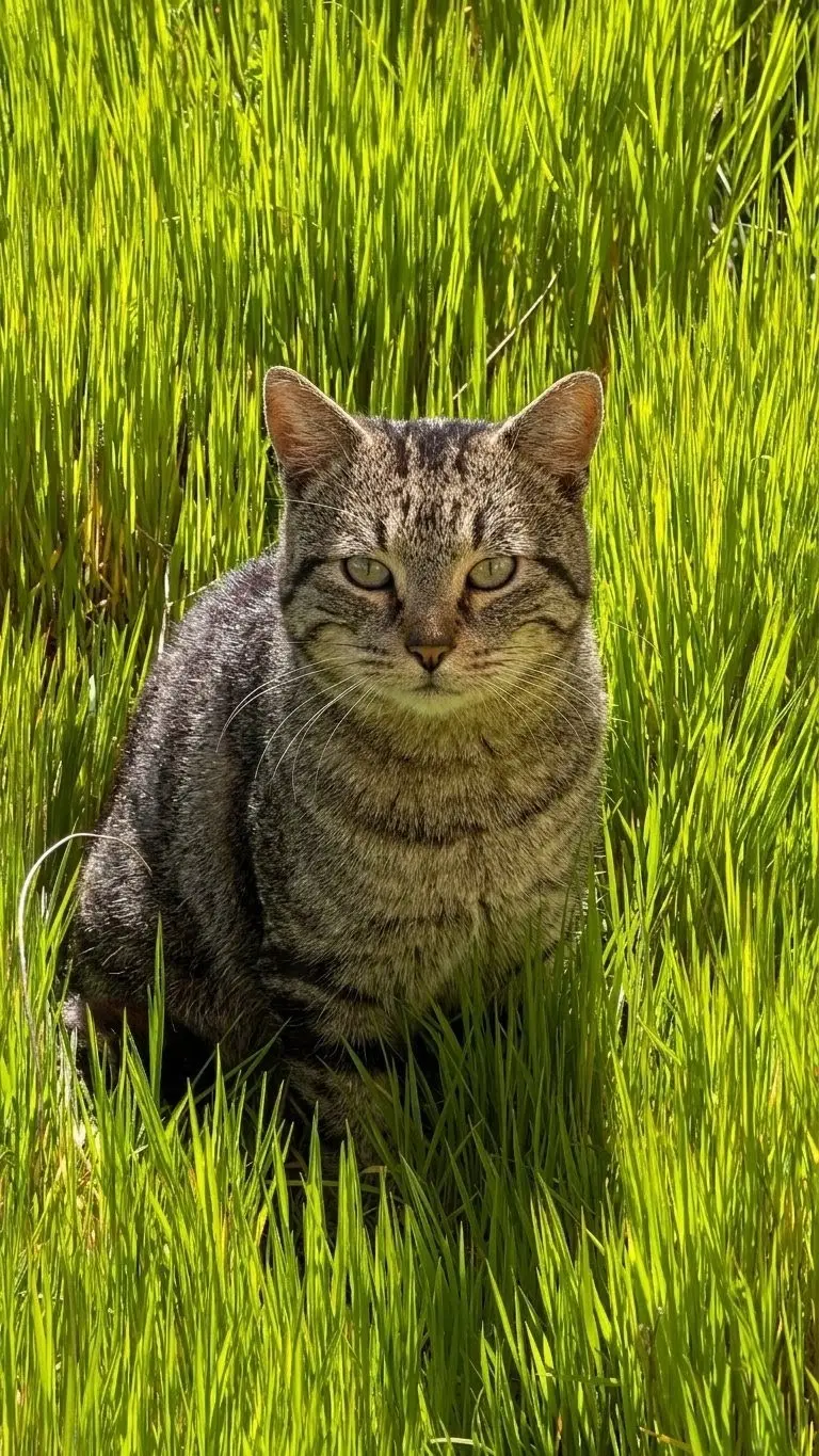 Gato sigiloso entre la hierba — Fotos de León